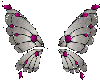 white and pink wings