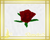 bouquet rosa roja