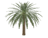 palm tree addon