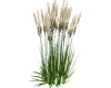 Tall Grass