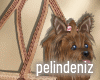 [P] Straw bag&yorkie
