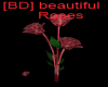[BD] Beautiful Roses
