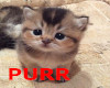 Cat Purr
