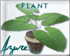 *A* Patio Plant 