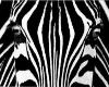 Zebra Youtube Player