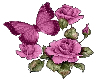 Roses and Butterfly