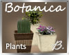 *B* Botanica Plant Trio
