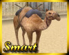 SM Walking Camel