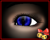 Blue Siamese Eye (F)