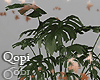 Black Vase Plant