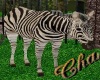 Cha`Zoo Ani Zebra