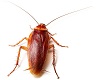 animated cockroach