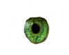 Behind Green Eyes