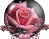 *Pretty Pink Heart Rose*