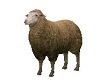 Animated Sheep