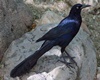 Black Bird Chat Seat