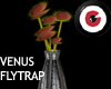 Venus Flytrap Vase