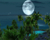 Moonlight Oasis
