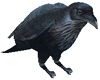 Raven animated