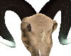 Skull M/F