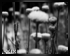 XIXI Flower Frame3