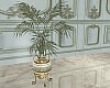 T- Amphora Plant