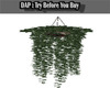 [T]Hanging Ivy Plant