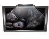 BABY/WOLVES PICTURE