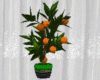 Orange Fruit Plant Green