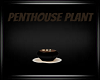 Penthouse Plant