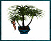 Dark Dreams Palm Plant