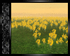 [W] Daffodil Field 🌸