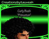 Curly bush "princeton"