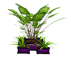 Potted Plant purple