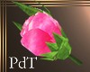 PdT Pink Rosebud for Him