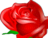 [DS]Rose12