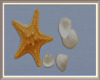 Ocean Shells & Starfish