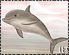 Sea Dolphin Jumping