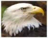 *SS*EaglePic1