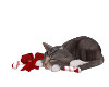 SleepingChristmas Kitten