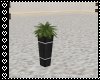 Treetops Plant