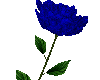 *SA*blue rose  pose