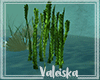*VK*Algae