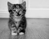 cute kitten 4