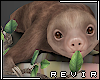 R║ Sloth