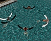Pool  Floats