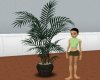Willow Leaf HousePlant