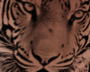 Tiger Geo L Side Tat