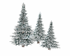 Snowy Pine Trees