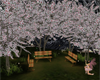 Cherry Blossom ParkBench